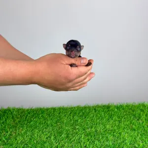 Yorkshire Terrier - Vello