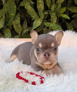 French Bulldog - Dottie
