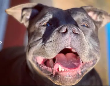 Amerikai Bully - Standard - Bullberry Kennel