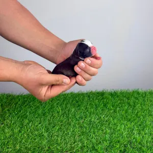 Boston Terrier - Halvor