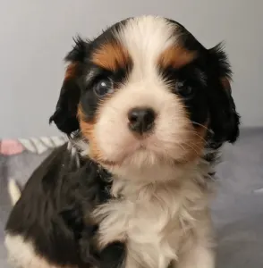 Cavalier King Charles Spaniel - Gordon