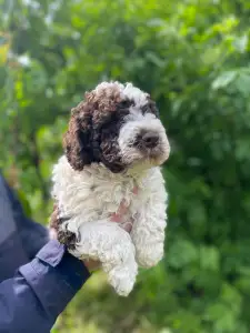 Romagna Water Dog - Apollo