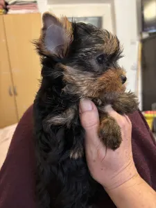 Yorkshire Terrier - Hanna