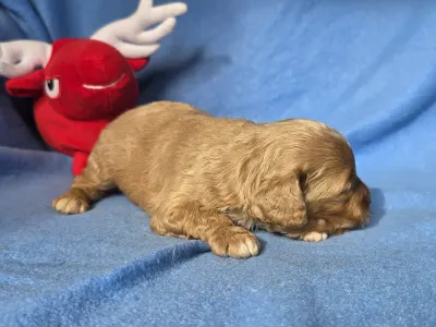Cavapoo - Hubert