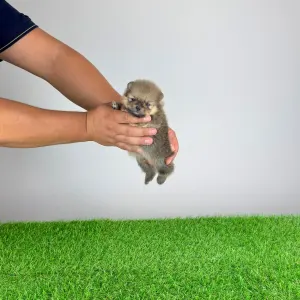 Pomeranian - Samu