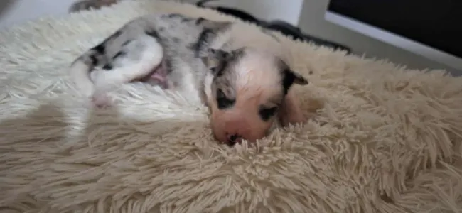 Border Collie - Seychelle