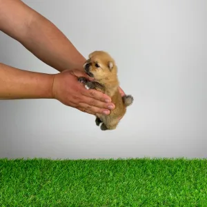 Pomeranski špic - Anno