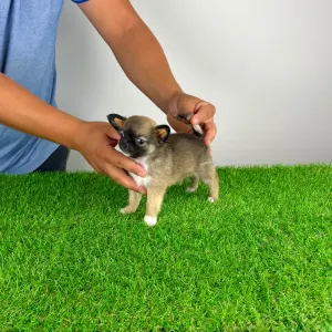 Chihuahua - Kimi