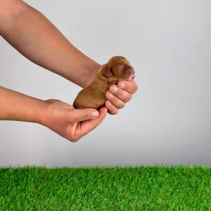 Cavalier King Charles Spaniel - Jed