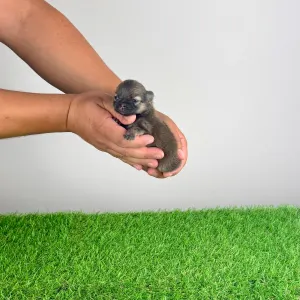 Pomeranian - Riki