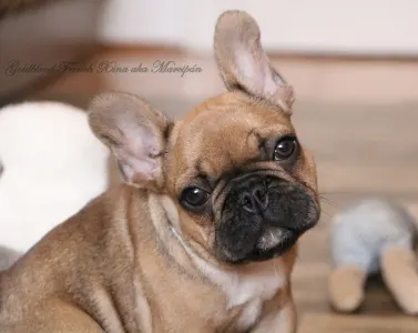 French Bulldog - Xina