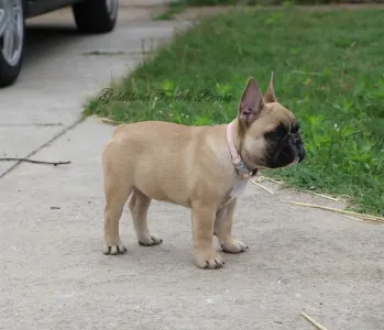 French Bulldog - Bársonyka