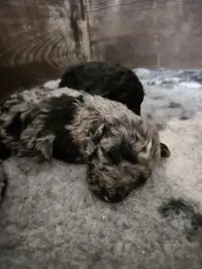 Mudi - Vesszőshalmi Szeleta