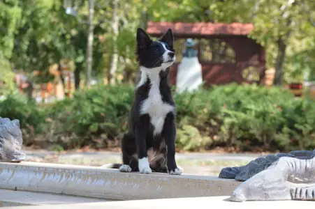 Border Collie - Rodonit