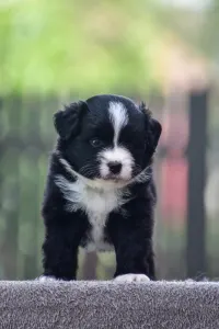 Miniatűr amerikai juhászkutya - Winstead Raspberry Tale