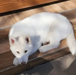 Siberian Husky - Rubin Of Polar Moonlights