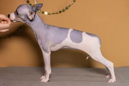 American Hairless Terrier - Aura Belle