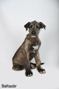 Irischer Wolfshund - Baltazár