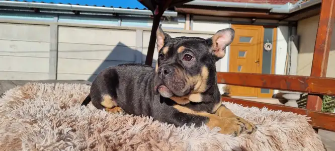 Amerikai Bully - Pocket - Bagira