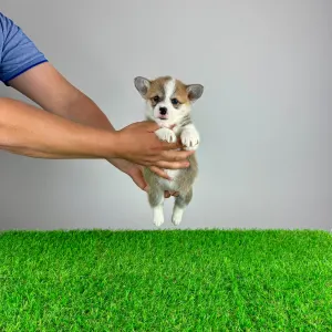 Corgi galez Pembroke - Penny