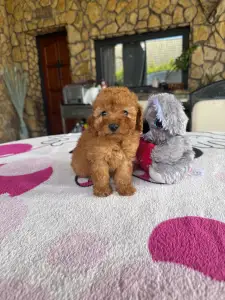 Poodle Miniature - Barack