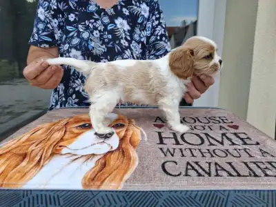 Cavalier King Charles Spaniel - Kókusz