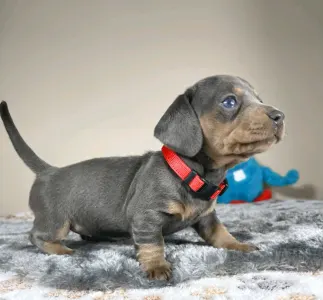 Dachshund - Neila