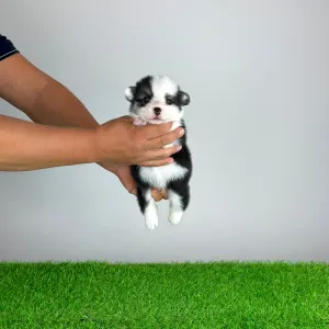 Welsh Corgi Pembroke - Engela