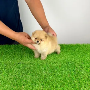 Pomeranian - Siena