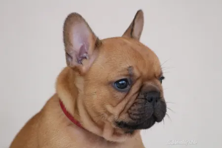 Französische Bulldogge - Ubie