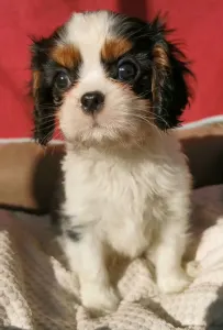 Cavalier king Charles spaniel - Ginnie