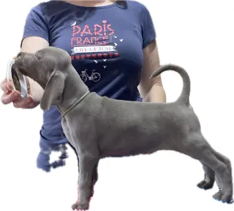 Weimaraner - Best Hunter World Filippa