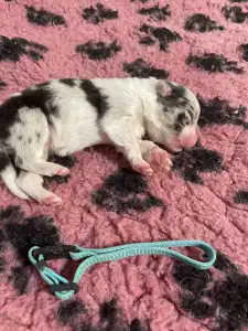 Border Collie - Kék Nyakörv/blue Merle Kan