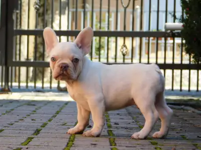 French Bulldog - Edison