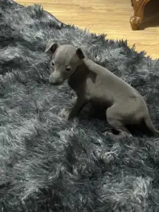 Piccolo Levriero Italiano - Zeffiro