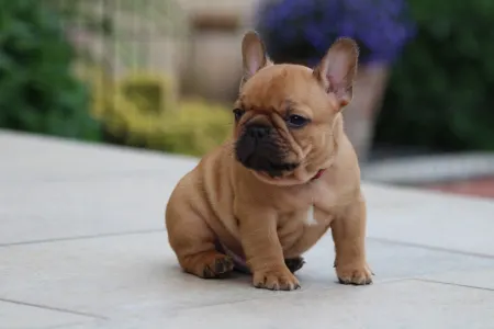 Französische Bulldogge - Ubie