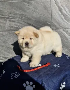 Chow Chow - Zara