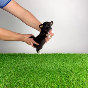 Chihuahua - Ronaldo
