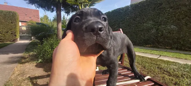 Cane corso - Caesar’s Guardians