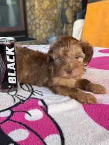 Maltipoo - Bruno