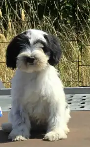 Tibeti terrier - Lupin
