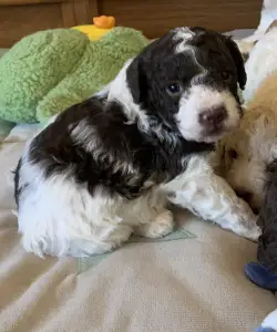 Lagotto Romagnolo - Friendly Lagotto Killy