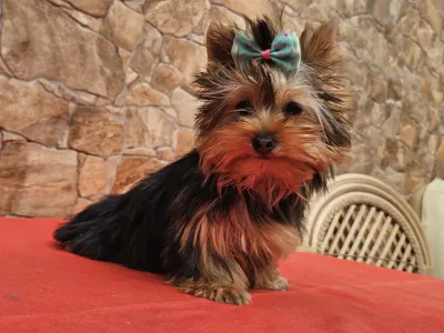 Yorkshire Terrier - Carola