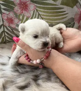 West Highland White Terrier - Bella