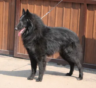 Belgischer Schäferhund - De La Terre Sauvage