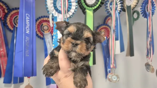 Yorkshire Terrier - Gomez Addams Of Midsummer Nights Miracle 