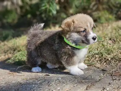 Welsh Corgi Pembroke - Luis