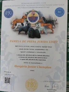 Canary dog - Pamela De Presa Jurida Liget