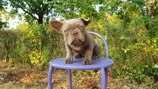 Francia bulldog - Valéria
