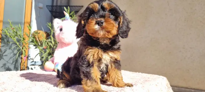 Cavapoo - Narancs
